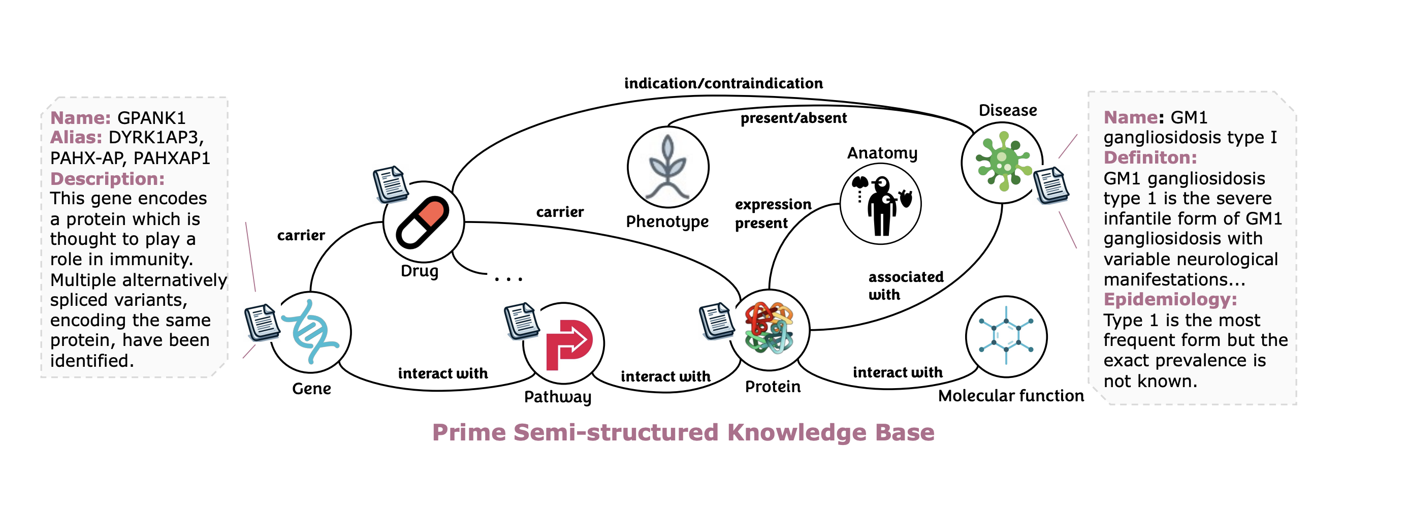 Prime Semi-structured Knowledge Base